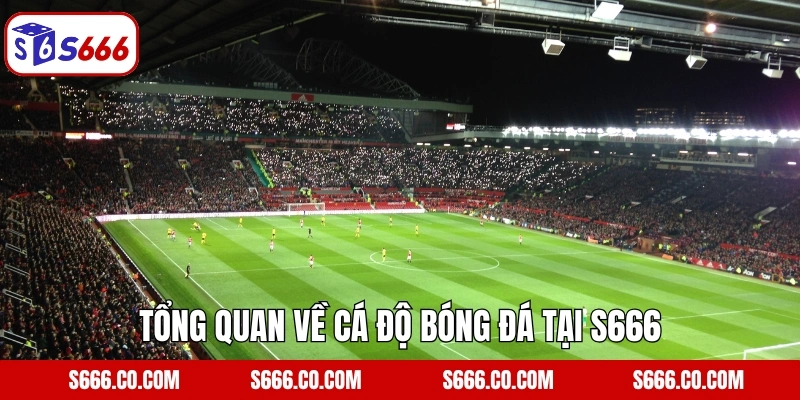 Tổng quan về cá độ bóng đá tại S666